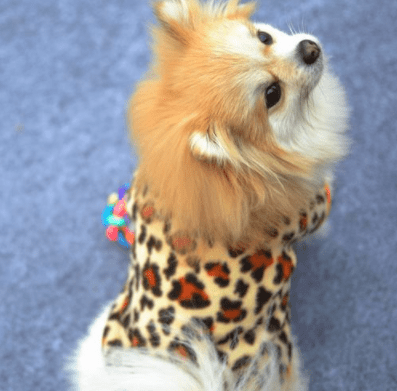 Dog Coats & Jackets DIYOS™ Warm Fleece Dog Sweater Animal Print / XS - DiyosWorld