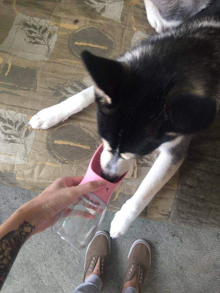 Dog Feeding Pet Dog Cat Water Bottle Portable Travel - DiyosWorld